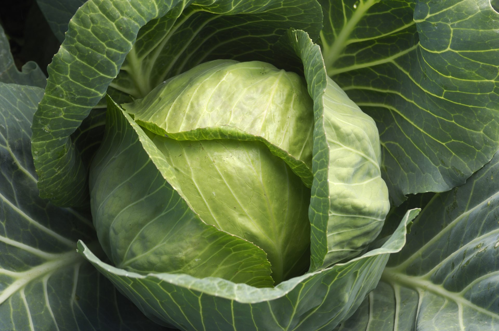 close up of organic cabbage growing in coastal field